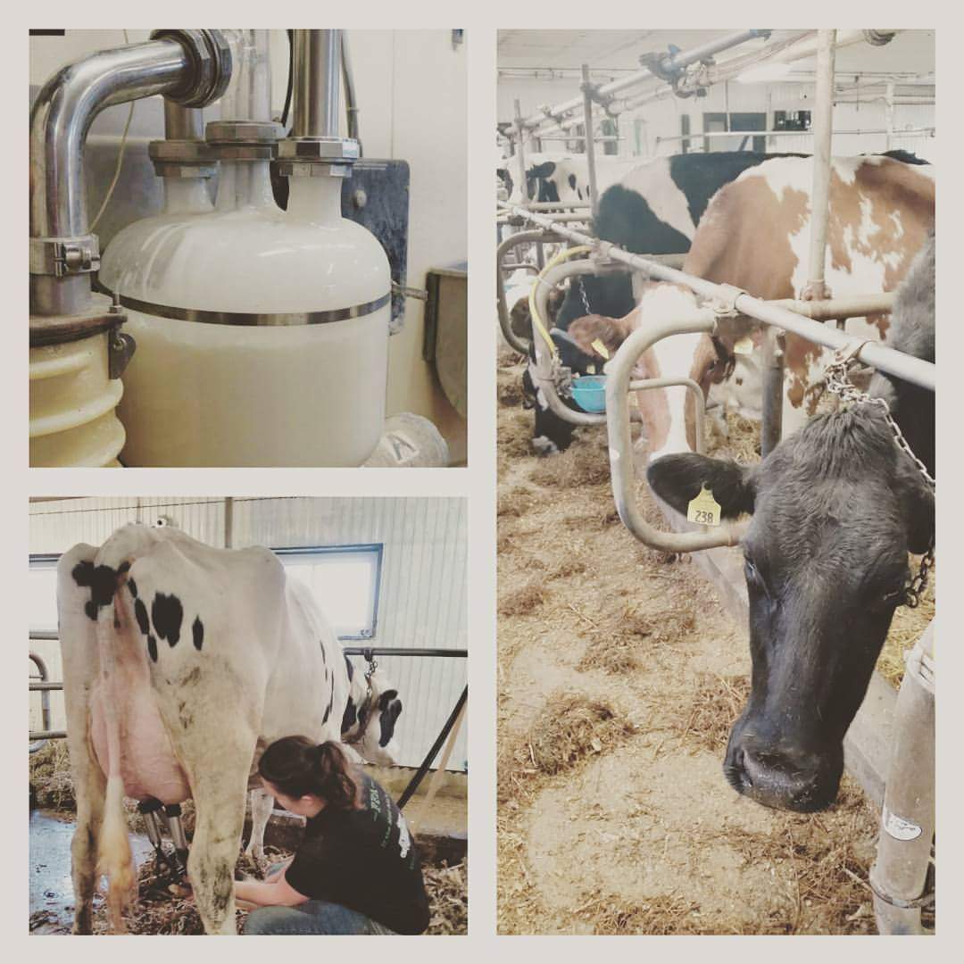 PolledPlace's tweet image. These ladies from my #FamilyFarm THANK YOU for drinking their nutritious milk! #DairyGood #AskAFarmer #Calcium