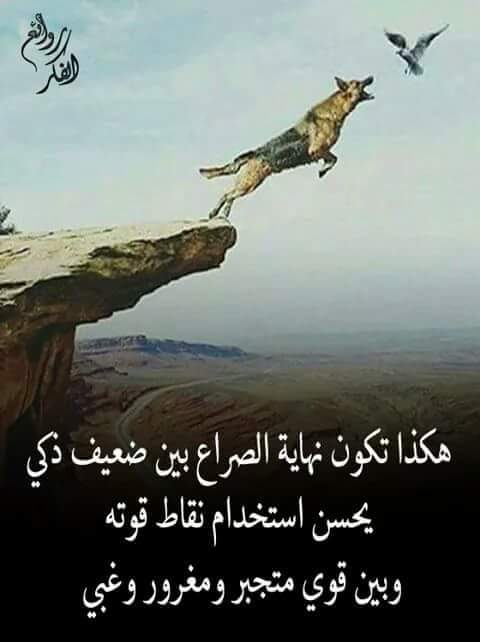 Asaadalgndy's tweet photo. https://t.co/vmiH2BXpEi