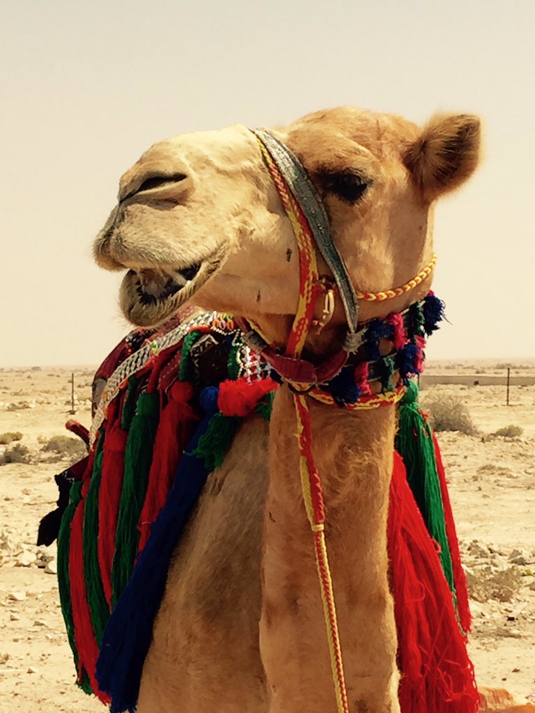 TweetsbyTashaS's tweet photo. @HLOBlog one #cutecamel pic @visitqatar #Doha https://t.co/U5e8r9q50F
