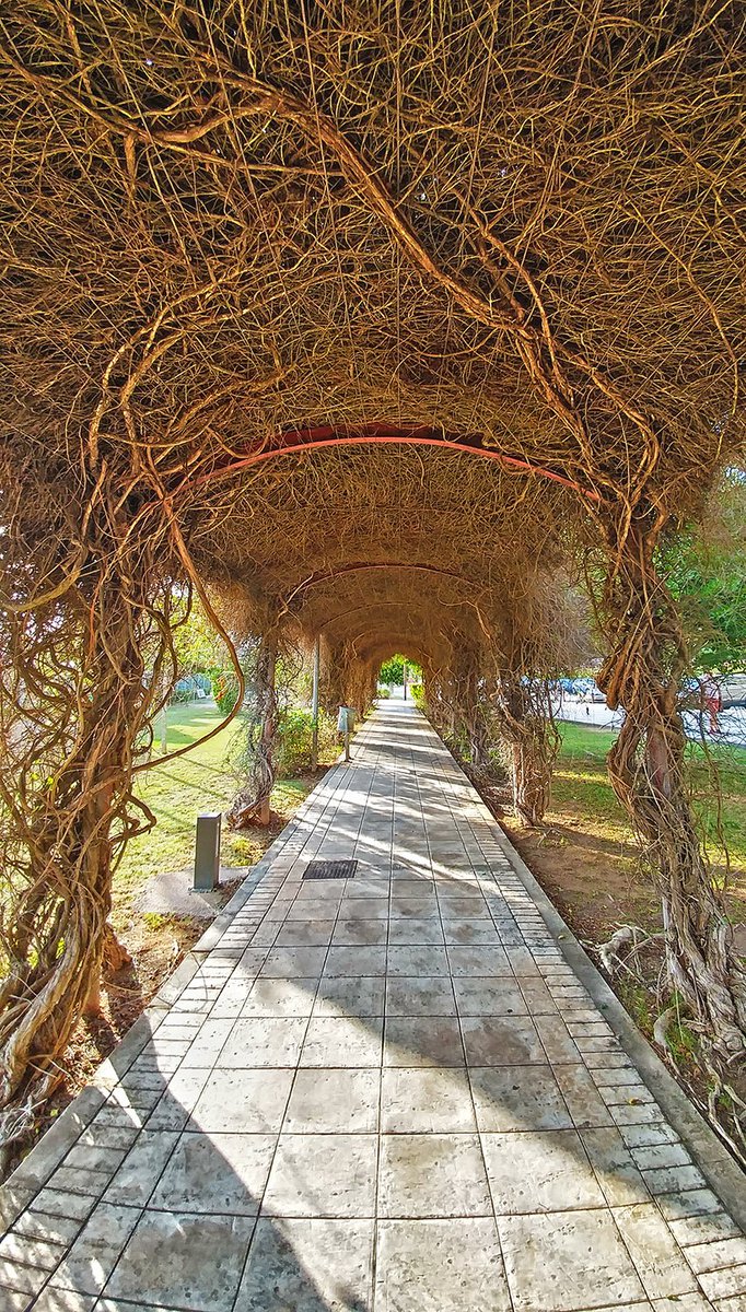 GeorgePlanas's tweet photo. El arco de botafoch #botafoch #ibiza #arco #camino #arc #path #architecture #arquitectura https://t.co/g0dMG72XHs