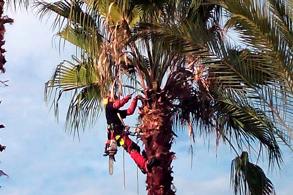 ab30martin's tweet image. Poda de árboles y palmeras en altura | Podas en altura Barcelona buff.ly/2ebVDl1 @podadarbres