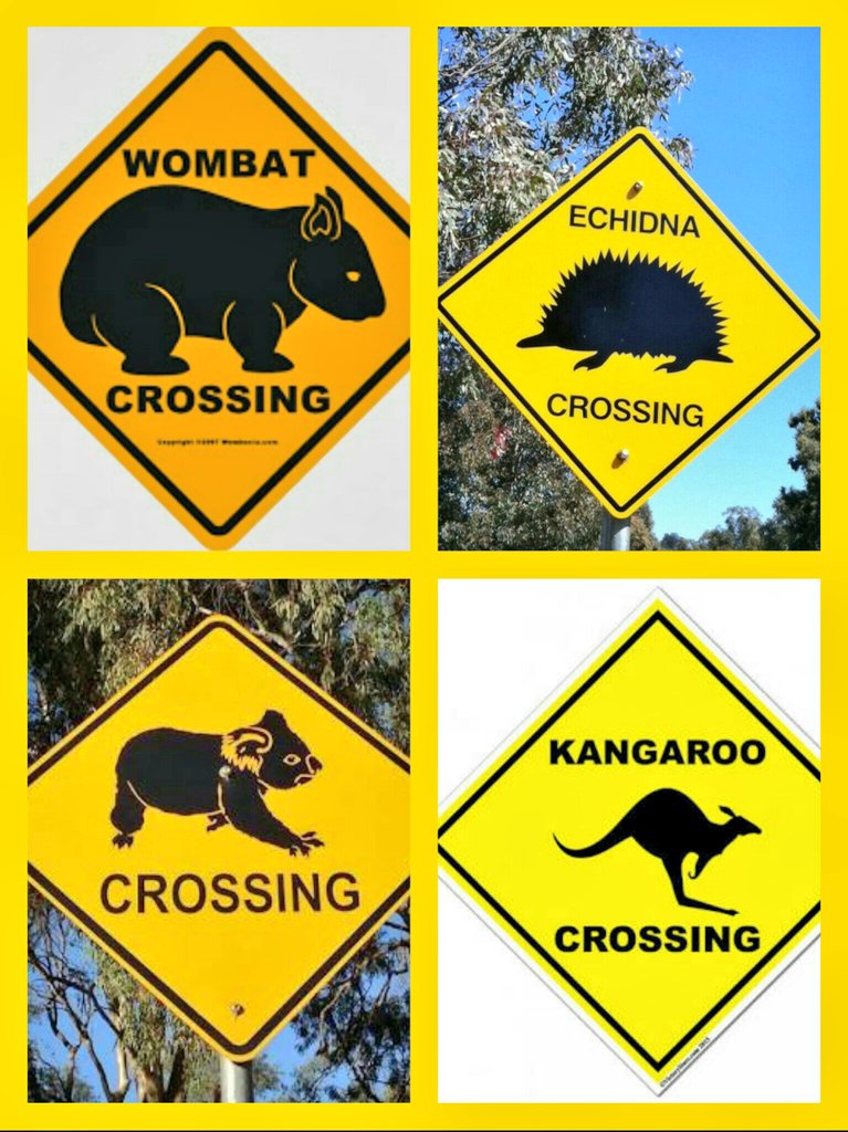 Symmy2525's tweet image. Meanwhile -- Only In Australia Will You&apos;ll  Need To Use These Crossings  -- 😂😂  @PaulGross_  #AussieHumor