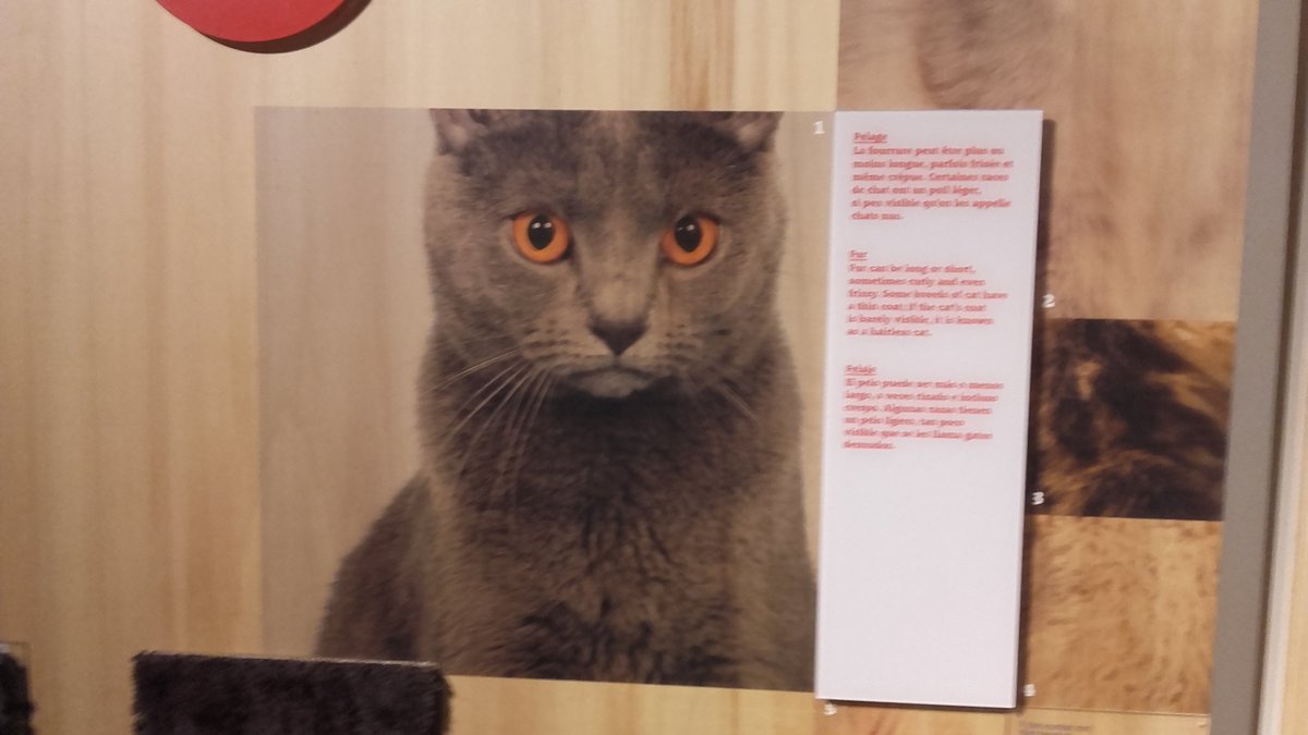 fred_leger's tweet photo. Visi'tweet de l'expo #ChienChat au @museumtoulouse ! J'ai choisi mon camp. #TeamFelin https://t.co/qpoDzlWuM1