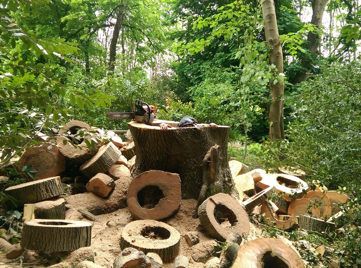 dg_trees's tweet photo. Spot the tree surgeon https://t.co/N5sLG0KBiZ