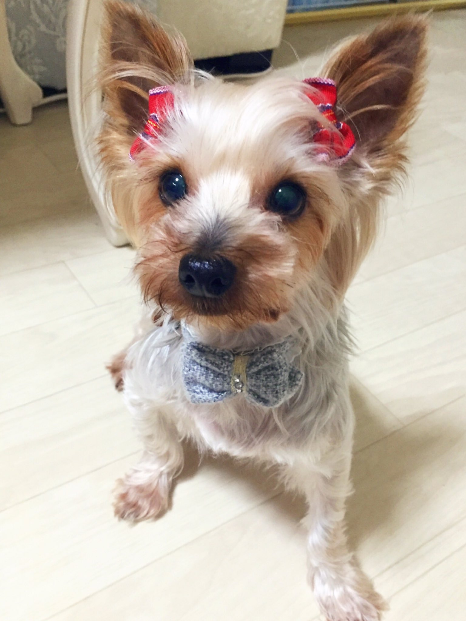 リン モカ 茶々丸 二代目保護犬 リン推定10歳 モカと同じ繁殖犬で 前脚が歪んでるのもお揃い 歯が4本で視力ほぼ無し これからよろしくね 一代目保護犬 モカ 一生愛しいベイビーちゃん リンはモカの生まれ変わりではないけれど