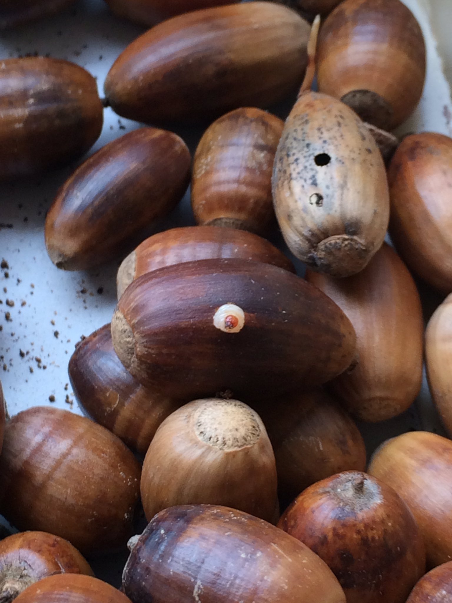 ぽんぽん 今日はどんぐり虫もといゾウムシ幼虫が生まれる瞬間に立ち会ってしまった 先輩方もさすがに立ち会ったことはないらしい どんぐりに開いてる穴は全てこいつらの仕業 中で孵化して成長して出てくるんだよ今更だけど虫注意 T Co Vruvui8t8b