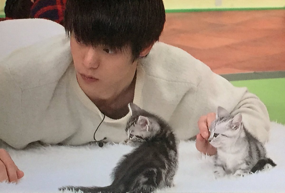 Mako در توییتر 猫と窪田正孝くん 窪田くんも確か数匹の猫を飼っていたはず 志村動物園 窪田正孝