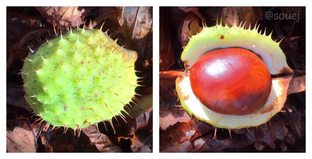Im Herbst schwimmen Kugelfische
durch den bunten Blätterwald und
verschlucken kleine Kastanien.