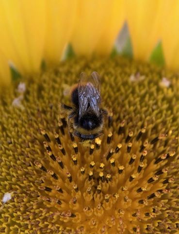 winners &amp; runners up of <a href="/Ct_FarmButchers/">CourtFarmInKent shop</a> Annual Photo Competition, well done to the amateur photographers EVENTS at facebook.com/courtfarminkent