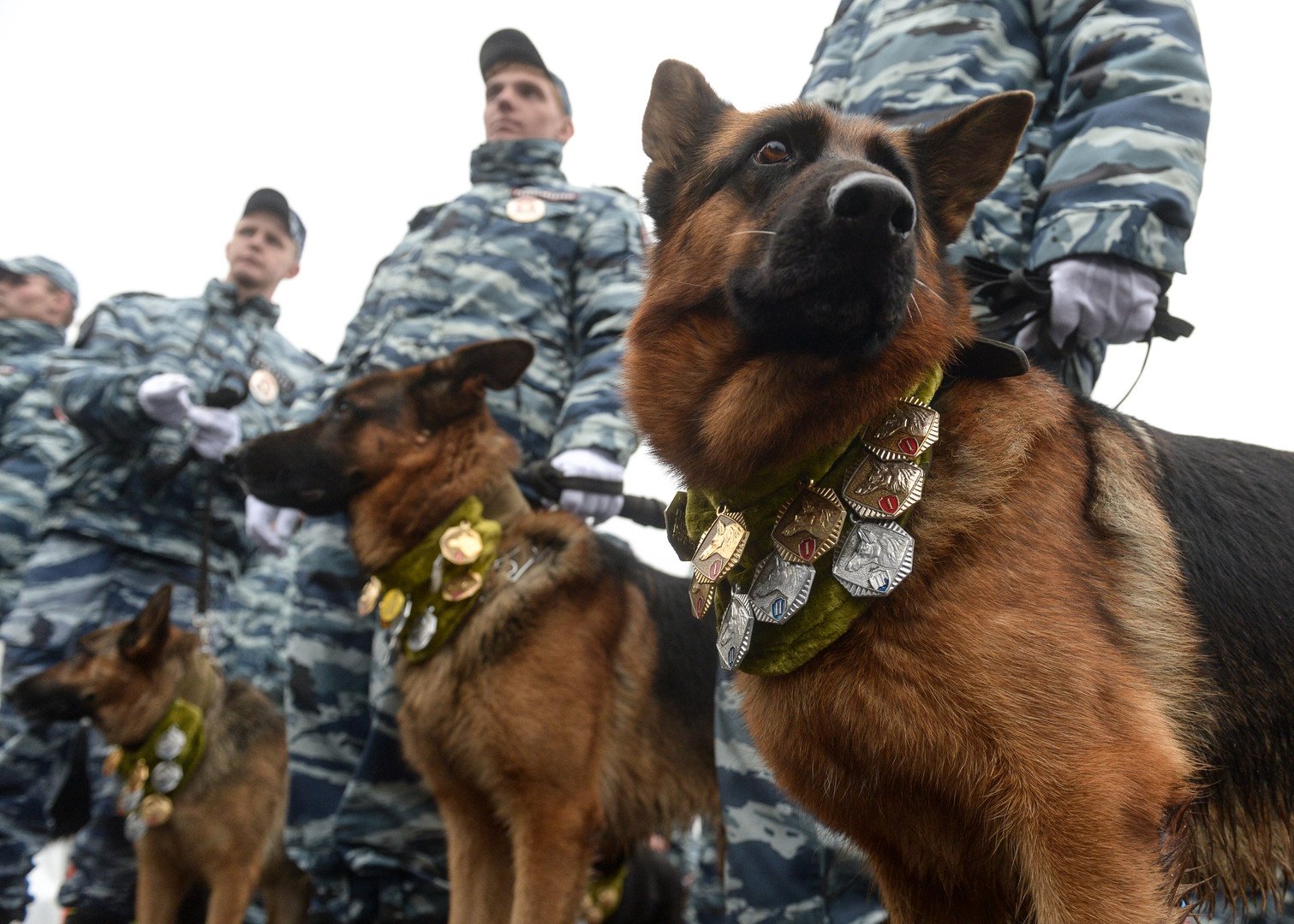 Военный мундир, картинки служебные собаки