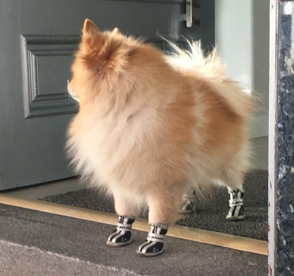 foxxxely's tweet photo. check out this pup!✨ #dogsinshoes https://t.co/ayaKwKqoJx