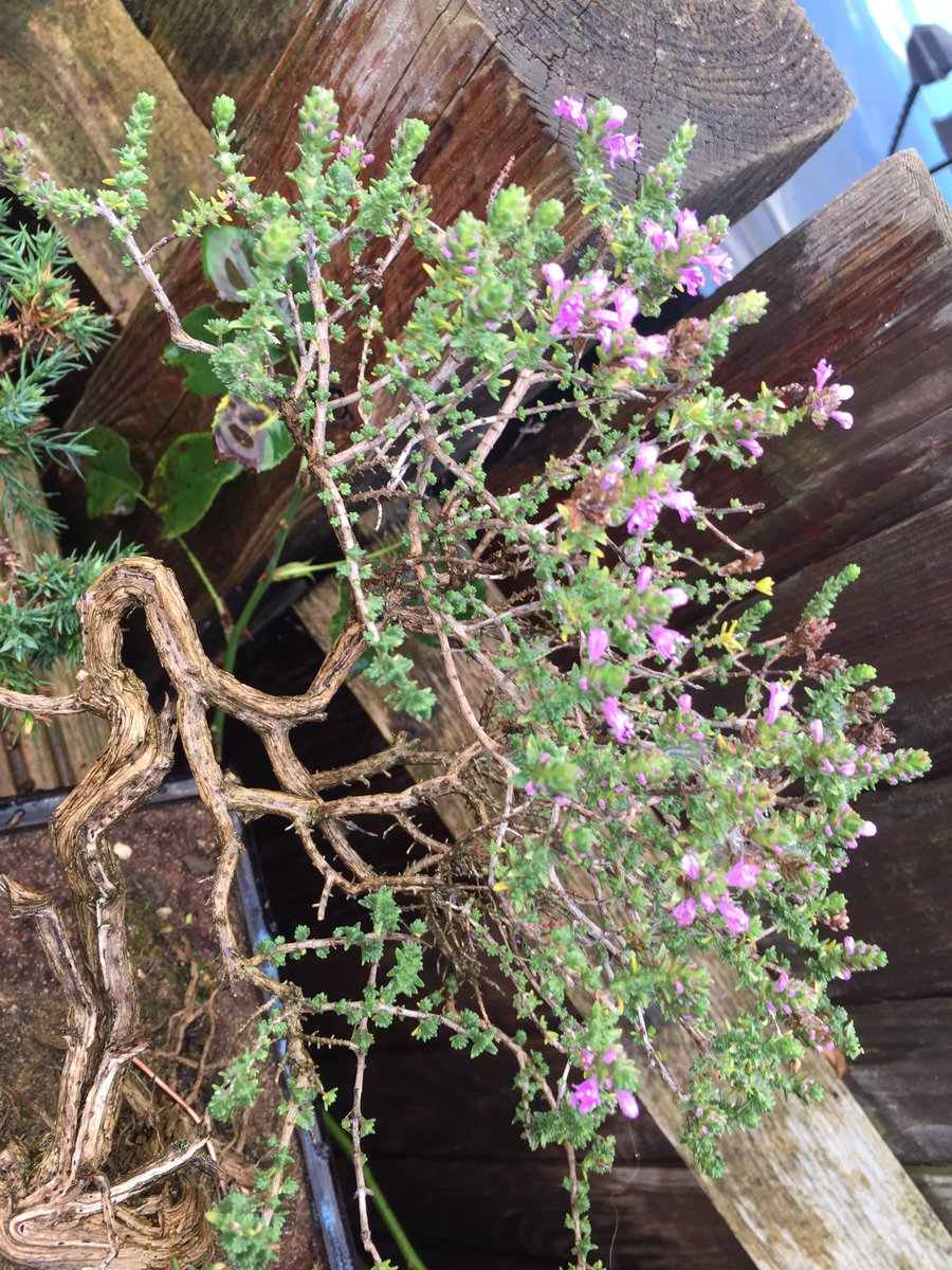 Shohin Thyme Bonsai in Bloom