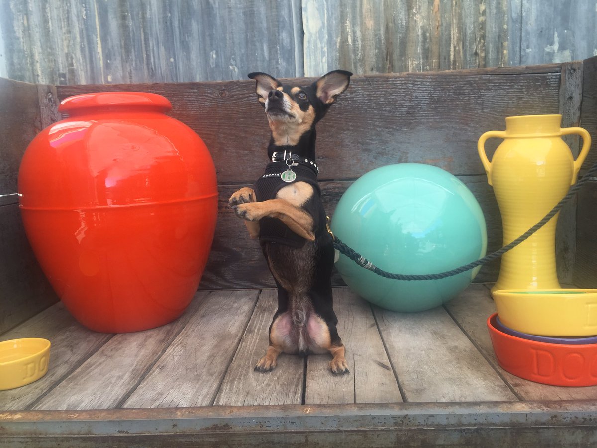 Bauer Pottery tweet media