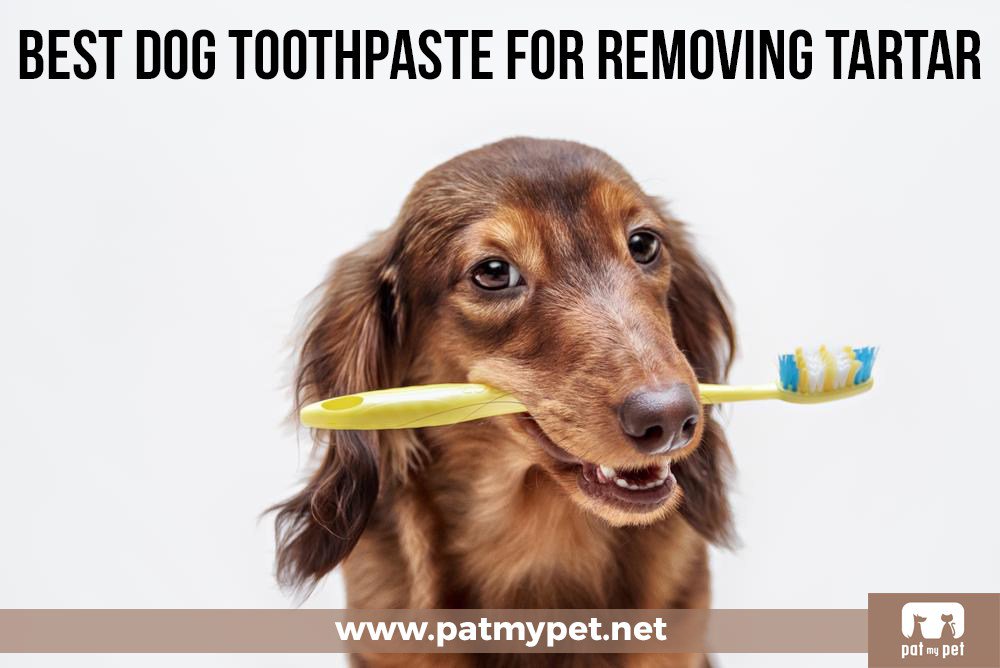 PatMyPets's tweet photo. Best Dog Toothpaste For Removing Tartar https://t.co/ReXUdM2aTL https://t.co/0d1qT86XeS