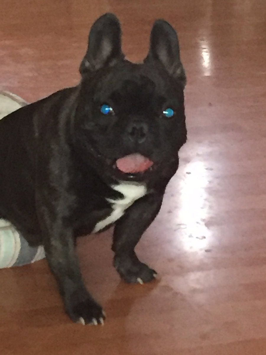 JavaJunkie76's tweet image. Hello everyone! Just wanted to write a note to let you all know that Spike has lost his vision. Please pray for him! 😢