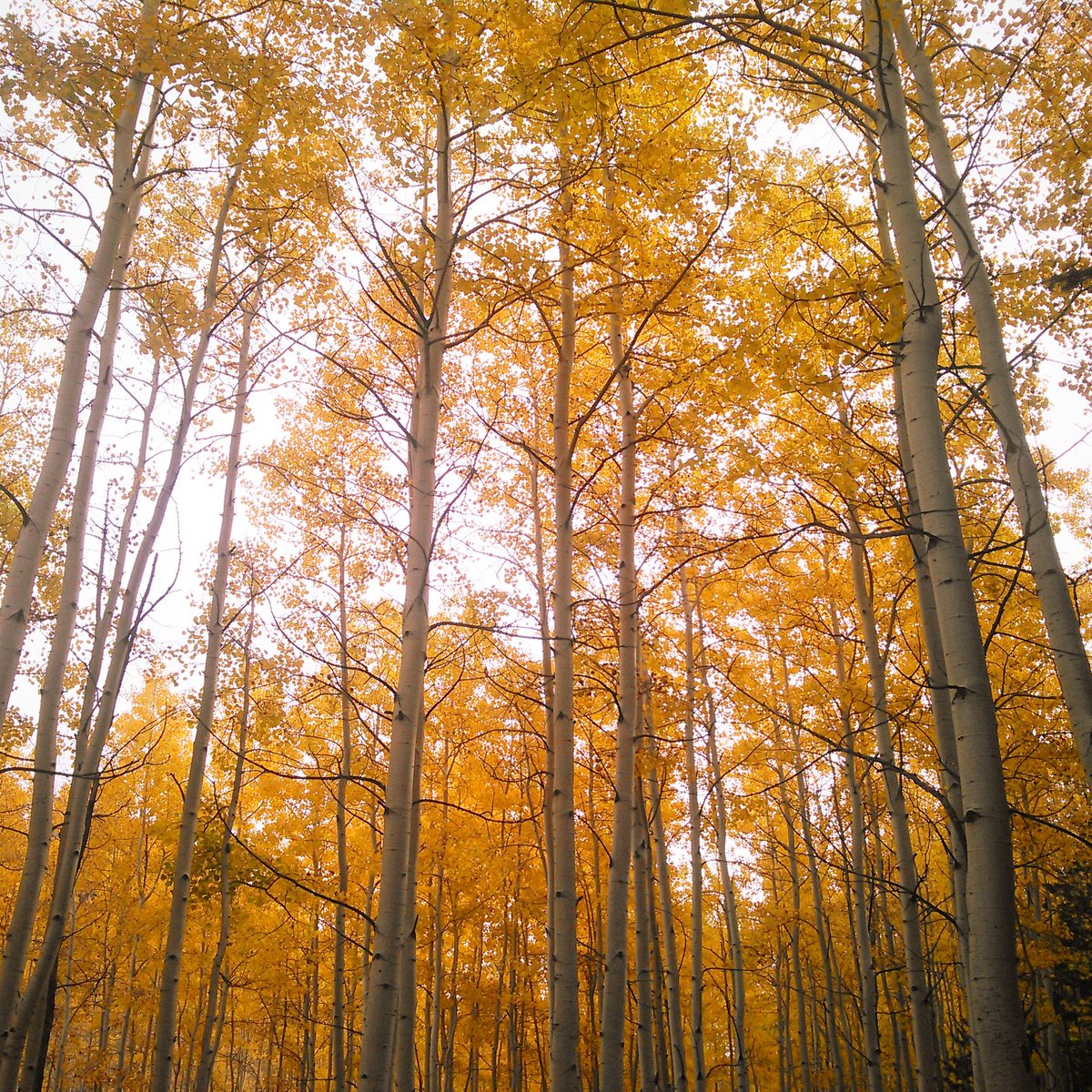 TKAPHOTO's tweet photo. #Lockettmeadow #Flagstaff #Arizonafall #NorthernArizona #Arizona #Myhomestate https://t.co/wjlukRZSzt