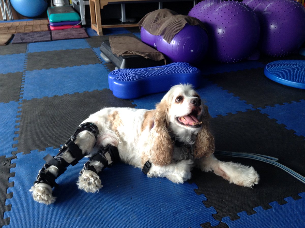 Reggie sporting his #OrthoPets #dogkneebraces for his #ACL injury. #secondchances #dogbrace #animalorthotics