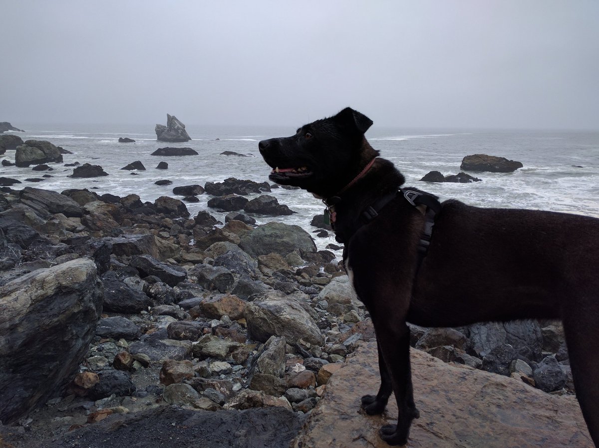 dinovite for dogs itching