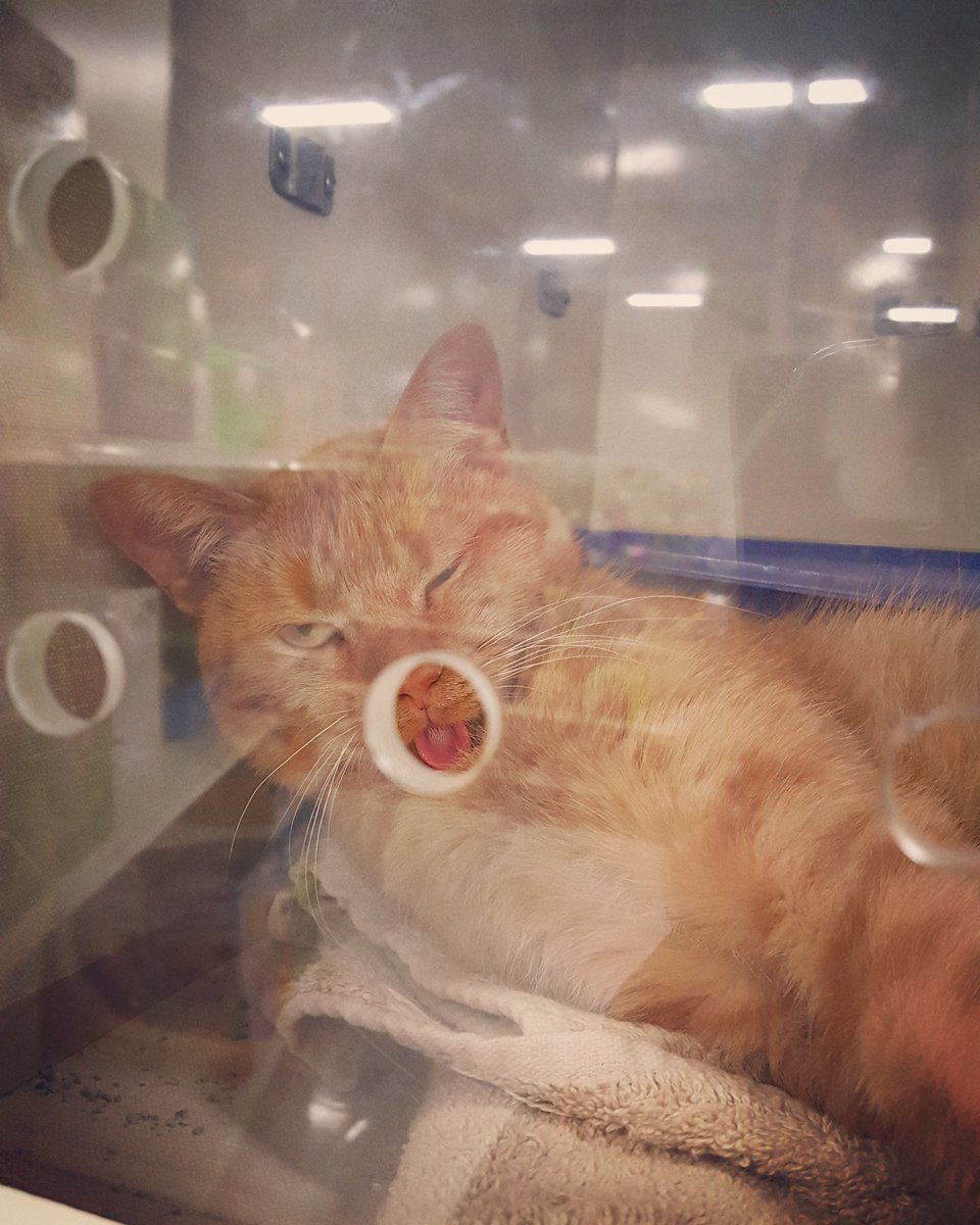 JuliaFristedt's tweet photo. #cute #cuteness #lovecats #love #sweety #playful #tabby #happytailsrescue #adoptacat #adoptthiscat #petco #tellyourfriends #adopttoday https://t.co/UJ2cCJXYCS
