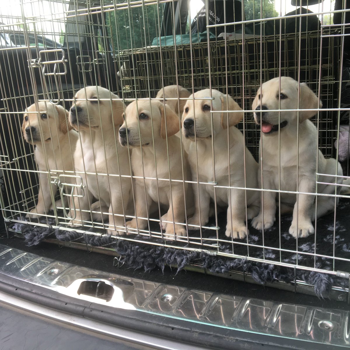 SFSfacilitiesuk's tweet photo. Mini stars or a certain toilet roll commercial which we provided the facilities vehicles for recently https://t.co/WAElNIyGDj