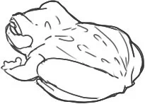 たまはなさんに蛙描いてって言われたから蛙描いた 