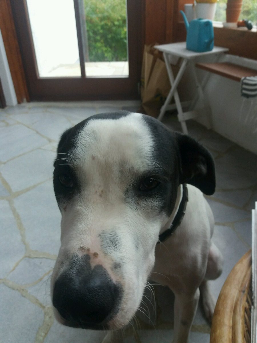 glorybeasts's tweet photo. #DotFact: is v clean &amp; prefers clean space. Will poop as far as possible from playing/sleeping areas. #DotWeek https://t.co/OZQ4pcZTnK