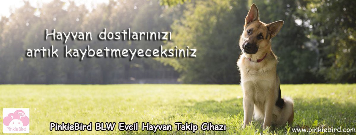 PinkieBird_com's tweet photo. #petsgpstracker #dogs #cats https://t.co/sKndF8OZ1T