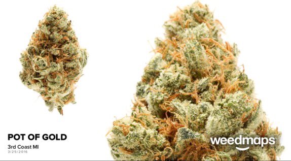 ThirdCoastYpsi's tweet photo. Pot Of Gold 🔥🏆🔥🏆🔥 at #thirdcoastypsi #annarbor #mmmp #uofmichigan #easternmi #emu #medicalmitten #michiganmarijuana https://t.co/wXmIAdFO0m
