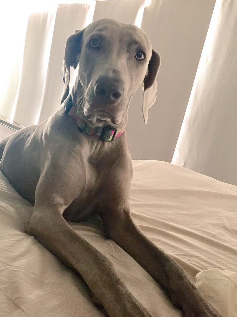 felapelayo's tweet photo. Les presento a mi despertador!! Sigo sin saber cómo se apaga el #FinDeSemana 🙈⏰ https://t.co/FUkJU5ljjj