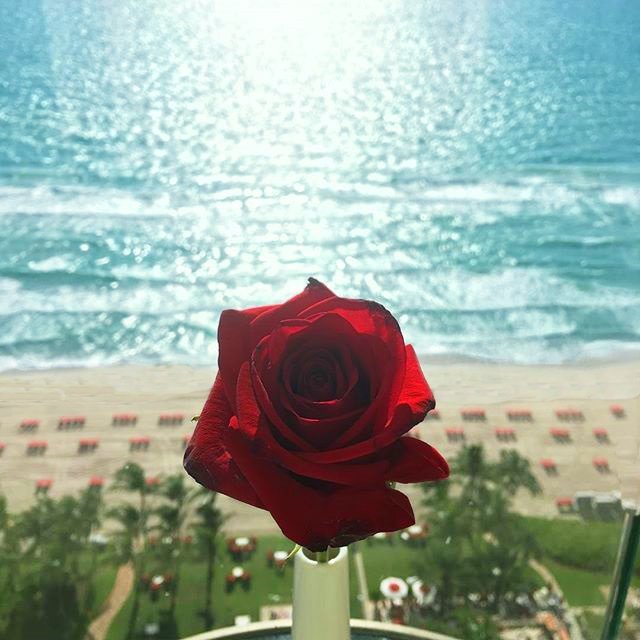 AcqualinaResort's tweet photo. Will you accept this rose? #ChoseUs #LeadersInLuxury #FiveStarStandards #Acqualina 📸 Jagu Gray https://t.co/De3meY7ocB