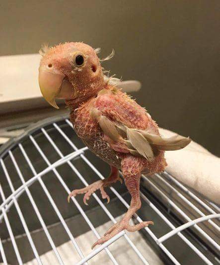 QueteDeNature's tweet image. Ce perroquet, rhéa est atteint d'une maladie incurable. Moqué des internautes, sa proprio à créé un compte insta et il est devenu une star 👍