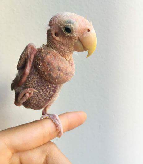 QueteDeNature's tweet image. Ce perroquet, rhéa est atteint d'une maladie incurable. Moqué des internautes, sa proprio à créé un compte insta et il est devenu une star 👍