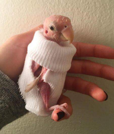 QueteDeNature's tweet image. Ce perroquet, rhéa est atteint d'une maladie incurable. Moqué des internautes, sa proprio à créé un compte insta et il est devenu une star 👍