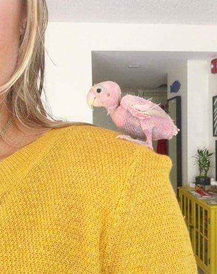 Ce perroquet, rhéa est atteint d'une maladie incurable. Moqué des internautes, sa proprio à créé un compte insta et il est devenu une star 👍