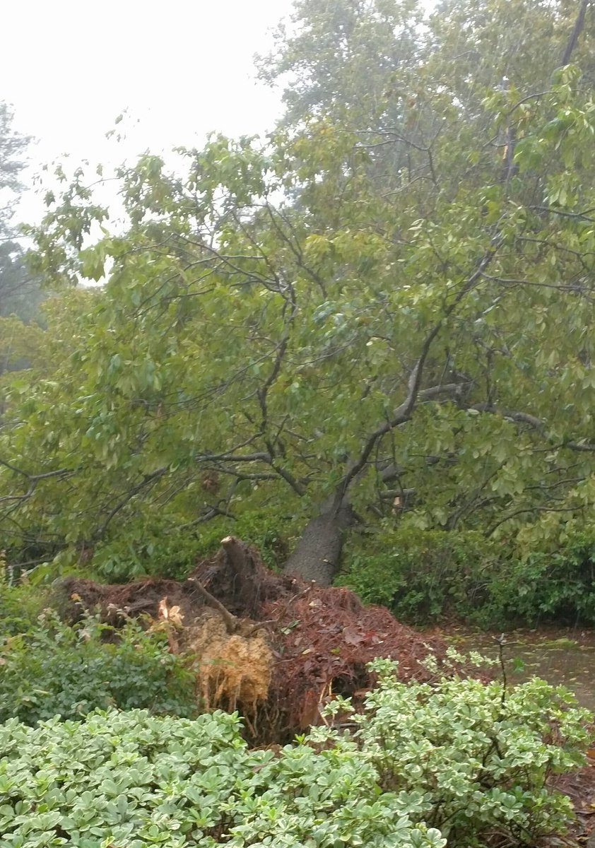 StaceyMumbower's tweet photo. @WLTX Big hickory tree fell in our yard in South Meadowfield. Are there any services to help residents with downed trees? #HurricaneMatthew https://t.co/rViAH6QjKv