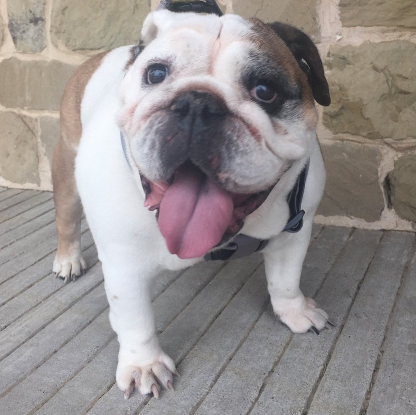 BulldogSquad's tweet photo. Happy Saturday! https://t.co/E6SHLo2bHd