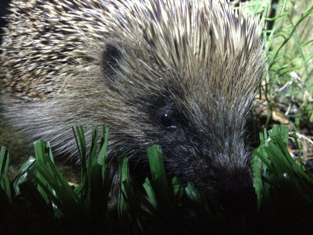hedgehoguk365's tweet photo. We need to act today not tomorrow or years to come we need to NOW before its to late 😢 #projecthedgehog #RT #Follow https://t.co/tYbAH9bjbo
