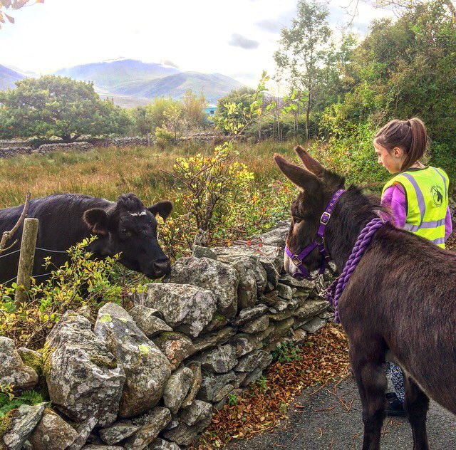 snowdoniadonkey's tweet photo. So who are you?! #donkeymeetscow #snowdoniadonkeys #northwales #donkeyclub #walkingnorthwales #snowdonia https://t.co/tbmHFYdvGv