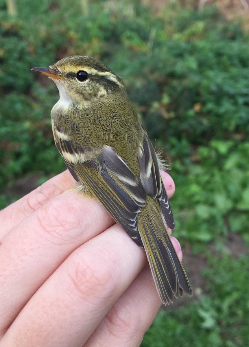 OwainGabb's tweet photo. #Gower #birdringing 8 October: 9 YBWs &amp; 2 FCs See: https://t.co/z189yegU32 @goweros @Emma_Owl_Cole @birdsinwales @_BTO @BTO_Cymru https://t.co/JVHLUSCnJc