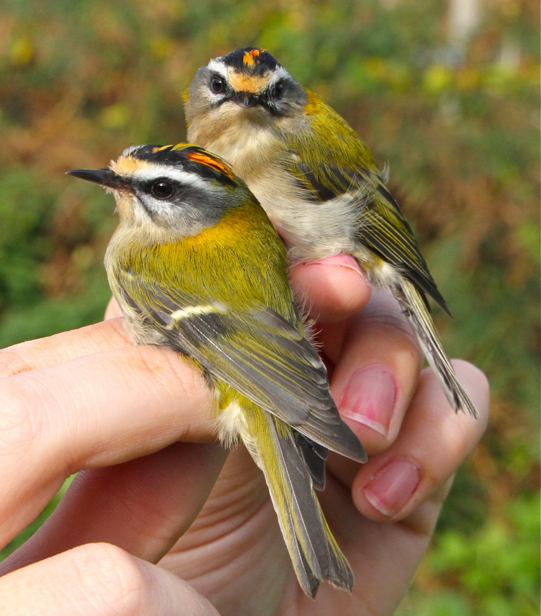 OwainGabb's tweet photo. #Gower #birdringing 8 October: 9 YBWs &amp; 2 FCs See: https://t.co/z189yegU32 @goweros @Emma_Owl_Cole @birdsinwales @_BTO @BTO_Cymru https://t.co/JVHLUSCnJc