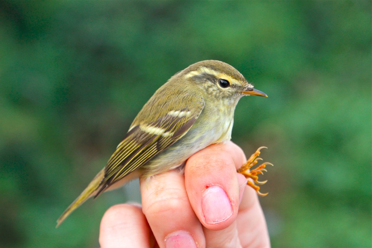 OwainGabb's tweet photo. #Gower #birdringing 8 October: 9 YBWs &amp; 2 FCs See: https://t.co/z189yegU32 @goweros @Emma_Owl_Cole @birdsinwales @_BTO @BTO_Cymru https://t.co/JVHLUSCnJc