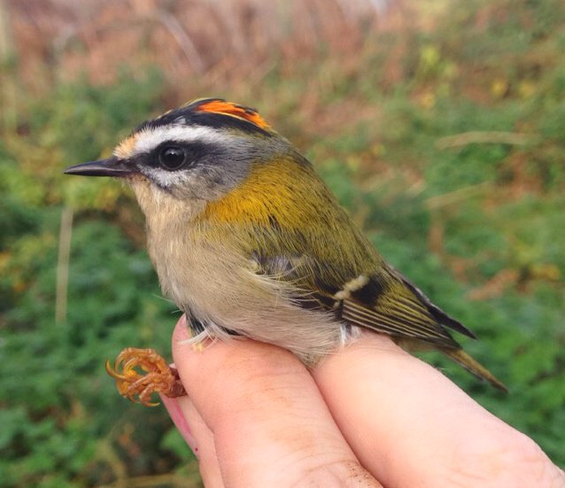OwainGabb's tweet photo. #Gower #birdringing 8 October: 9 YBWs &amp; 2 FCs See: https://t.co/z189yegU32 @goweros @Emma_Owl_Cole @birdsinwales @_BTO @BTO_Cymru https://t.co/JVHLUSCnJc