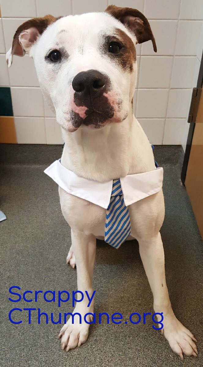 cthumane's tweet photo. Scrappy, taking apps for 4ever home today in #Newington #GoodBoy #NotADriveBy #FallingInLove https://t.co/T67qFgrbjh