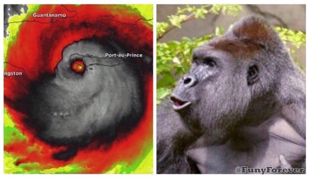 FunyForever's tweet photo. Why does Hurricane Matthew look like the ghost of Harambe coming back to seek revenge on the human race. https://t.co/QsXFzTb7mI