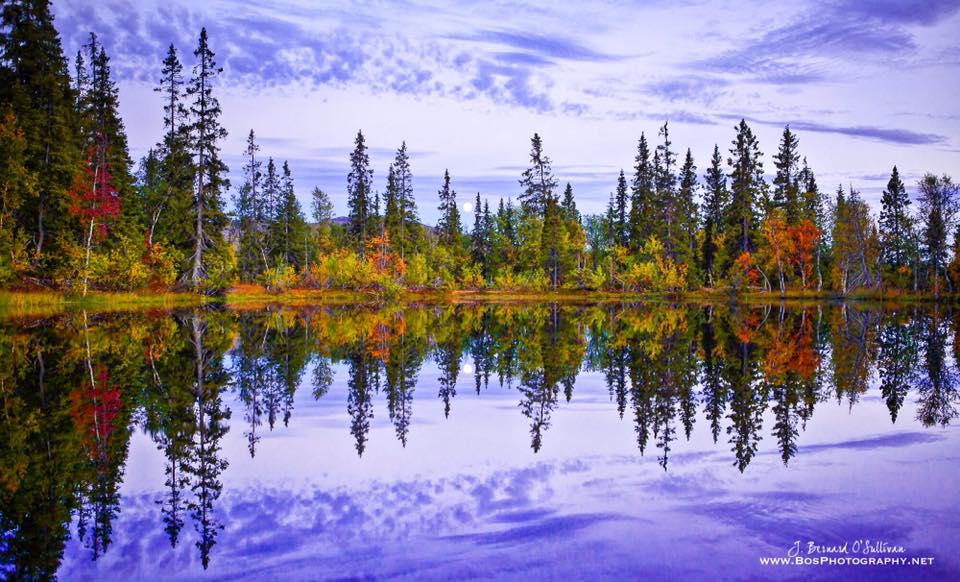 elusive_moose's tweet photo. Colourful 😊  Autumn in Børgefjell National Park, Indre Namdalen © Bernard O'Sullivan #Norway #travel #nature #photo @trondelag @VisitNorway https://t.co/VsMgrJLKPR