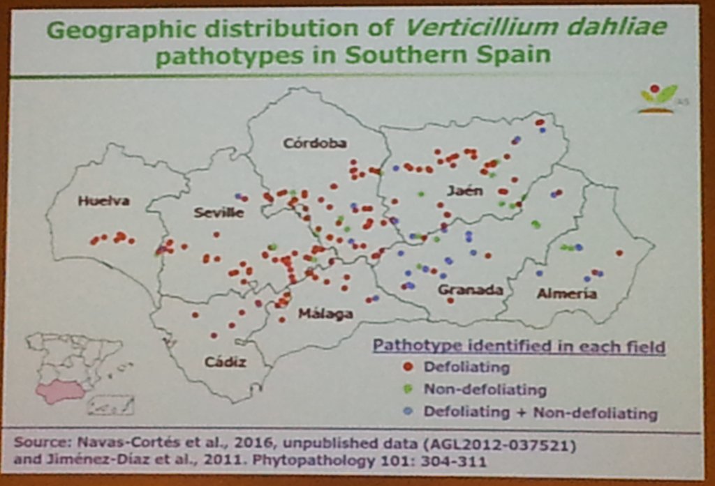 Team_Thomma's tweet photo. Juan Navas-Cortes shows the distribution of #Verticillium pathotypes in Southern Spain #IVS2016 https://t.co/oc5mZqFpw2