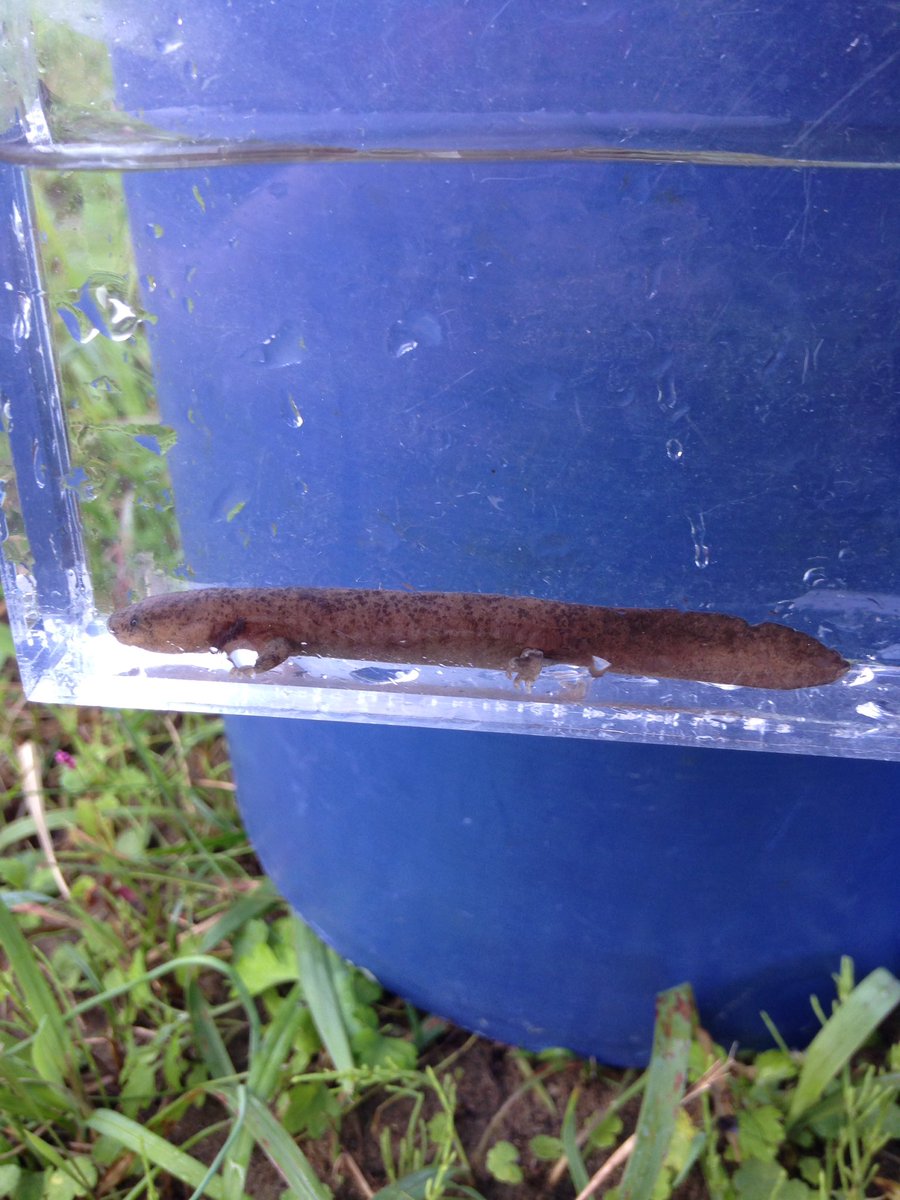 aq77771's tweet photo. これなにサンショウオなんやろか。魚の名前もたいしてわからんから、ガサガサしてもとれた魚とかよーわからんのよな。笑 https://t.co/nSTKnbPIho