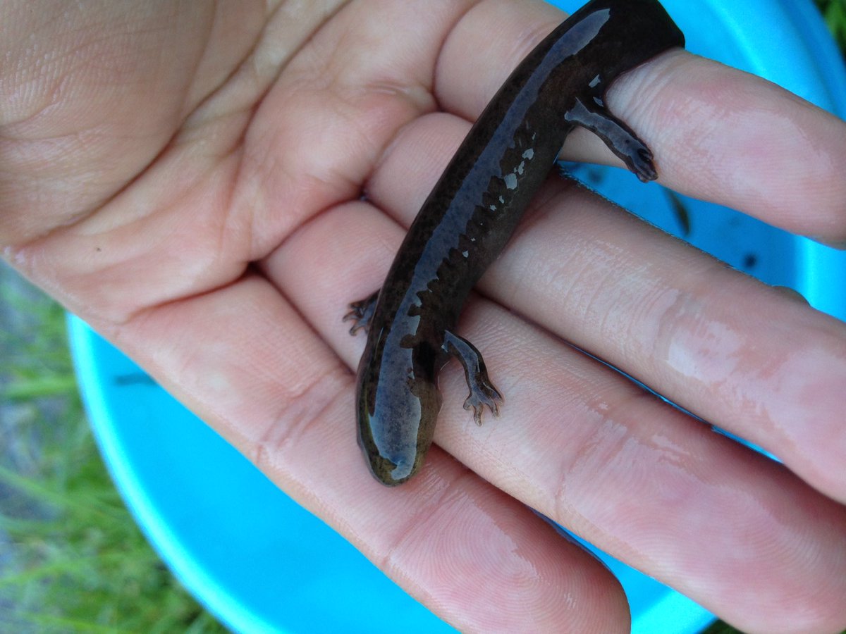 aq77771's tweet photo. これなにサンショウオなんやろか。魚の名前もたいしてわからんから、ガサガサしてもとれた魚とかよーわからんのよな。笑 https://t.co/nSTKnbPIho