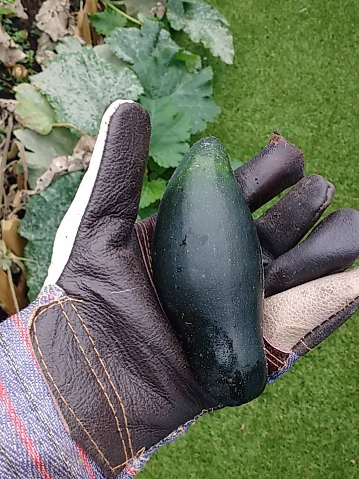 TheCourgettes's tweet photo. End of Courgette season #courgettemenot https://t.co/gGSTG2tI6Q