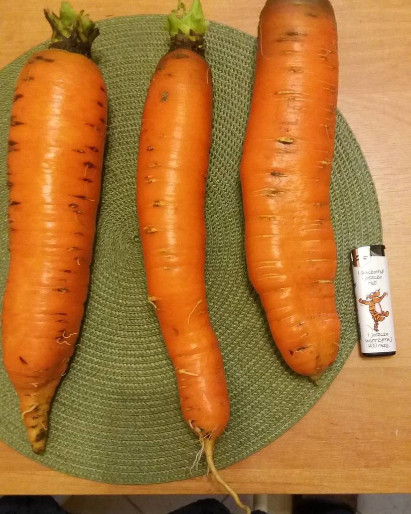 malyy5's tweet image. Takie małe marchewki mi urosły w ogródku 😊#marchewka